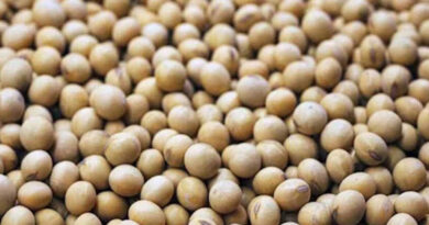 आज का सोयाबीन मंडी रेट (08 जुलाई 2026) 