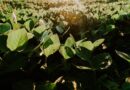 Soybean Fertilizer: सोयाबीन में कितना डालें यूरिया, DAP और SSP? वैज्ञानिकों ने बताई पूरी मात्रा