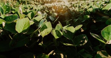 Soybean Fertilizer: सोयाबीन में कितना डालें यूरिया, DAP और SSP? वैज्ञानिकों ने बताई पूरी मात्रा
