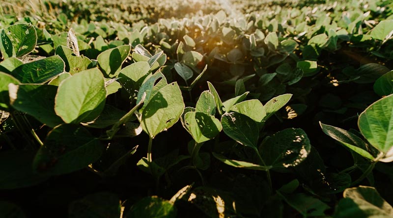 Soybean Fertilizer: सोयाबीन में कितना डालें यूरिया, DAP और SSP? वैज्ञानिकों ने बताई पूरी मात्रा