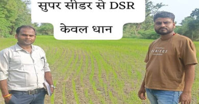 धान की खेती में नया प्रयोग! ब्राउन मेन्यूरिंग तकनीक से बढ़ेगी पैदावार, मिट्टी भी होगी उपजाऊ