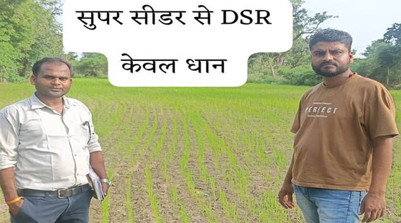 धान की खेती में नया प्रयोग! ब्राउन मेन्यूरिंग तकनीक से बढ़ेगी पैदावार, मिट्टी भी होगी उपजाऊ