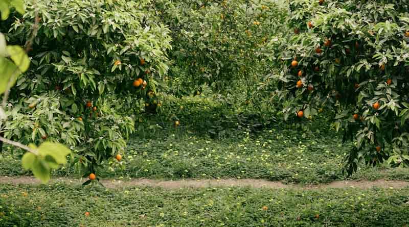 प्राकृतिक खेती, आधुनिक तकनीक और उद्यानिकी से समृद्धि की नई राह पर ग्वालियर