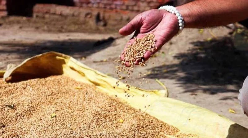 MP में गेहूं खरीदी में कमी की होगी जांच, मंत्री गोविंद सिंह राजपूत ने दिए वसूली के निर्देश