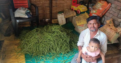 अंतरवर्ती खेती बनी फायदे का सौदा: किसान ने मक्का के साथ उगाई बरबटी, मिला ₹20 हजार का अतिरिक्त लाभ  