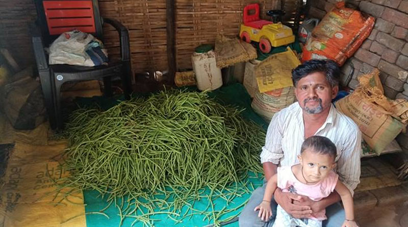 अंतरवर्ती खेती बनी फायदे का सौदा: किसान ने मक्का के साथ उगाई बरबटी, मिला ₹20 हजार का अतिरिक्त लाभ