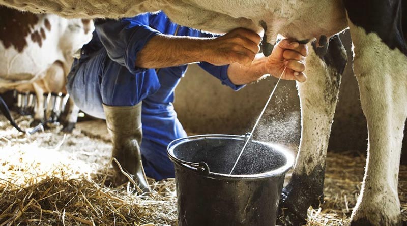 सीहोर: 'दुग्ध समृद्धि संपर्क अभियान' का तीसरा चरण 13 जुलाई से