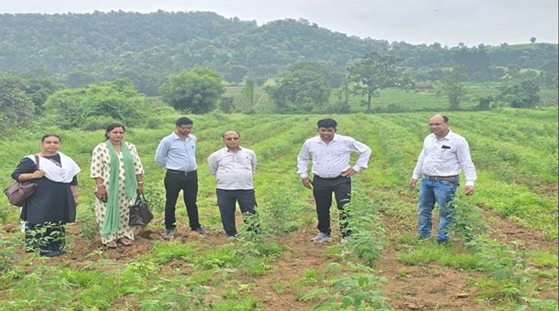 अरहर के साथ गोभी उगाकर किसान बढ़ा सकते हैं आय, पांढुर्णा में अधिकारियों ने देखा अंतरवर्तीय फसल का प्रयोग