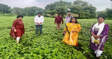 खेत नहीं रहेगा खाली, मटर से पहले उगाएं उड़द; नई किस्म IPU-13-01 से जबलपुर के किसान को हुआ फायदा  