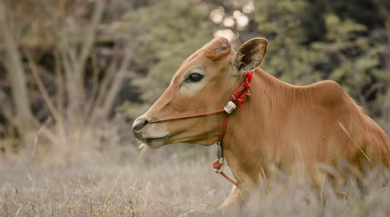 10 साल में 70% बढ़ा देश का दूध उत्पादन, राज्यसभा में ललन सिंह ने गिनाईं पशुपालन क्षेत्र की उपलब्धियां