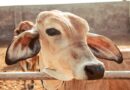 राजस्थान में पशु नस्ल सुधार की दिशा में बड़ा कदम