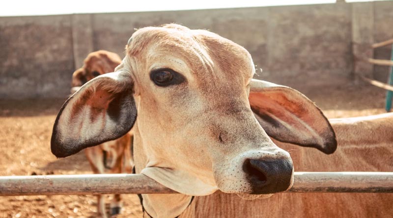 राजस्थान में पशु नस्ल सुधार की दिशा में बड़ा कदम