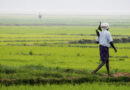एल नीनो के बावजूद भारत में खरीफ 2026 की बुवाई 1,000 लाख हेक्टेयर के पार
