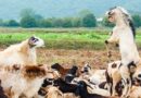पशुपालक ध्यान दें! 16 अगस्त से 15 सितंबर तक भेड़-बकरियों का होगा PPR टीकाकरण  