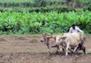 सतत कृषि को बढ़ावा देने की केंद्र की मुहिम के सकारात्मक परिणाम, 26.18 करोड़ मृदा स्वास्थ्य कार्ड जारी
