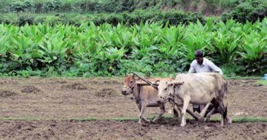 सतत कृषि को बढ़ावा देने की केंद्र की मुहिम के सकारात्मक परिणाम, 26.18 करोड़ मृदा स्वास्थ्य कार्ड जारी