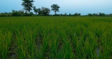 धान की फसल पर कीट-रोग का खतरा, कृषि विभाग ने जारी की एडवाइजरी