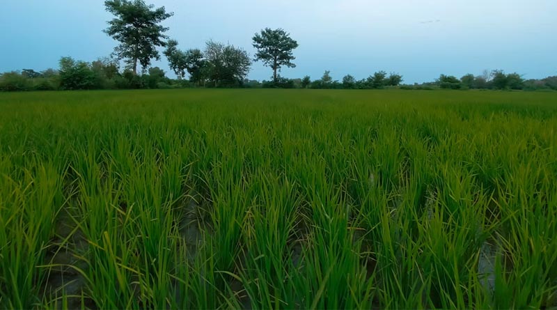 धान की फसल पर कीट-रोग का खतरा, कृषि विभाग ने जारी की एडवाइजरी