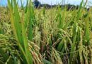 खरीफ फसलों की बुवाई पिछड़ी, 2025 के मुकाबले 20.95 लाख हेक्टेयर कम क्षेत्र में खेती; धान, तिलहन और दलहन का रकबा घटा