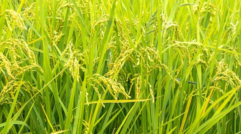 छत्तीसगढ़ में खरीफ सीजन ने पकड़ी रफ्तार, 45.62 लाख हेक्टेयर में बोनी पूरी; लक्ष्य का 94% हासिल