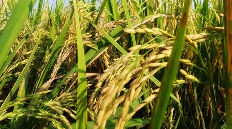 धान की वर्षा आधारित खेती प्रबंधन: कमजोर मानसून में ICAR-CRRI ने किसानों को दी ये सलाह