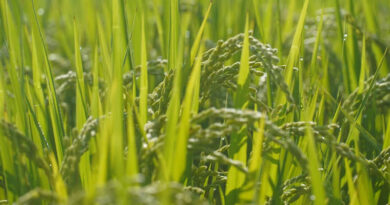 धान में गॉल मिज प्रबंधन: समय पर नियंत्रण से बचाएं कल्ले