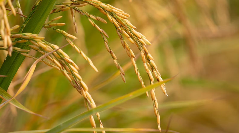 धान की भूमि तैयारी: अच्छी फसल के लिए खेत की वैज्ञानिक तैयारी पर ICAR-CRRI की सलाह