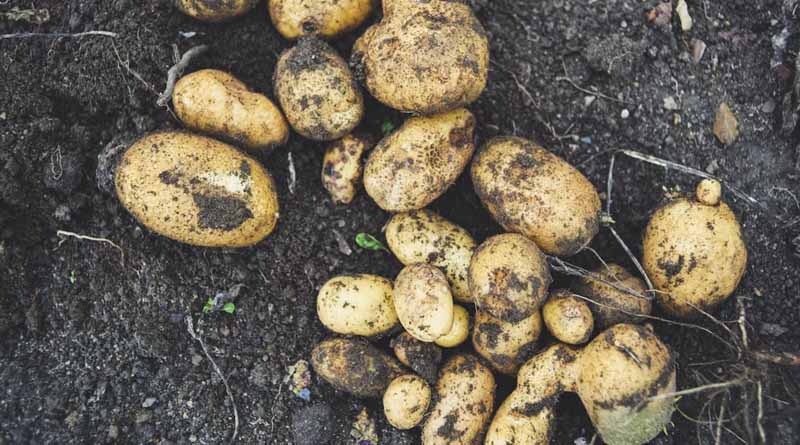 आलू की खेती कब करें? सही समय से लेकर खाद-बीज तक जानें सबकुछ