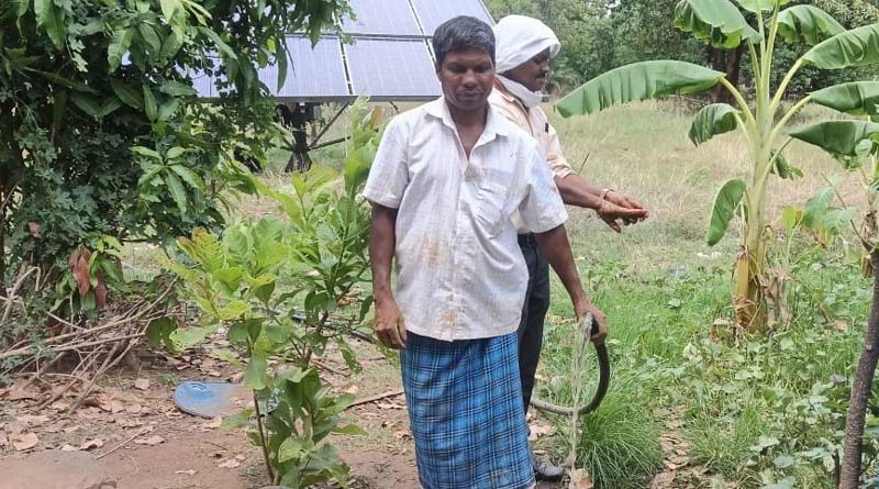 बिजली बिल और पावर कट से राहत, सोलर पंप से बढ़ी किसानों की आमदनी; अब धान के साथ उगा रहे सब्जियां