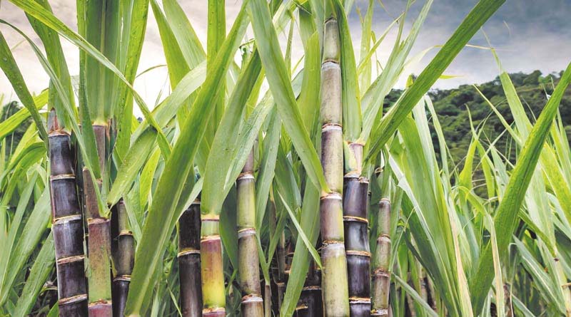हरियाणा में गन्ना किसानों के लिए बड़ा फैसला