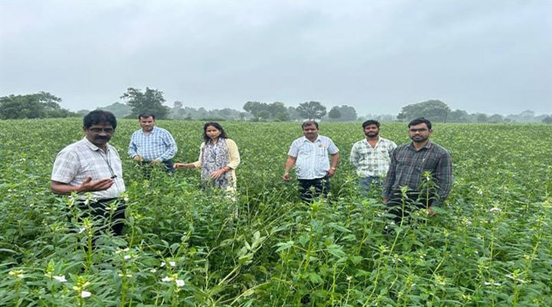 तिल की GT-6 वैरायटी ने बदली किसानों की खेती, असामान्य बारिश के बावजूद फसल पर नहीं पड़ा असर
