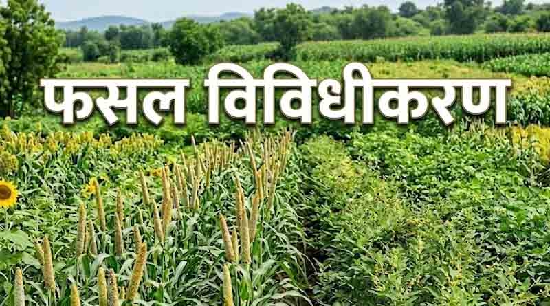 पंजाब में फसल विविधीकरण की कोशिशों को झटका, 92 फीसदी से ज्यादा खरीफ क्षेत्र में धान