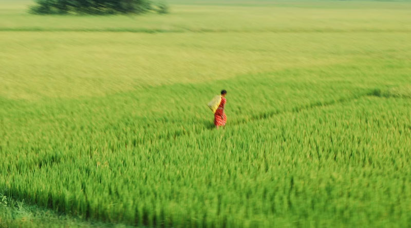 सीहोर में 7 अगस्त को लगेगा बलराम कृषि महोत्सव, कृषि वैज्ञानिक बताएंगे आधुनिक खेती के गुर