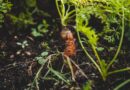 गाजर की खेती का पूरा गणित समझें, कब करें बुवाई, कौन-सी किस्म चुनें और कितनी खाद डालें; यहां जानें सबकुछ