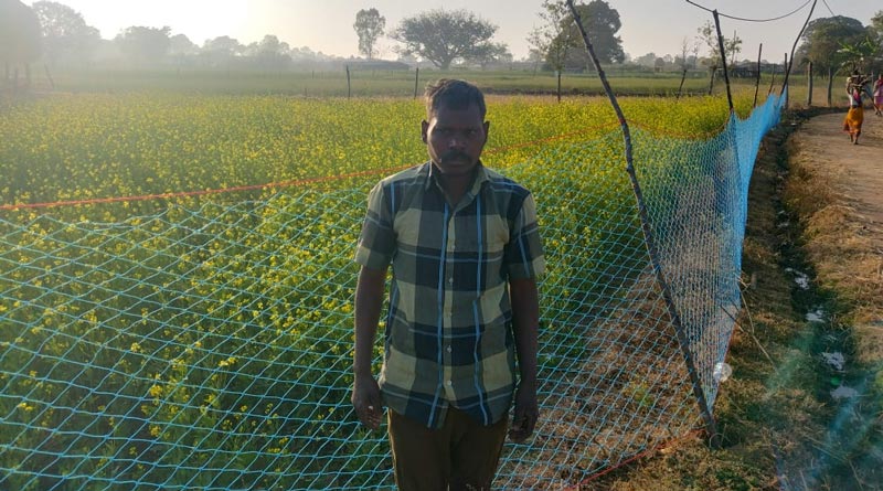 रायपुर: खाली पड़ी जमीन बनी कमाई का जरिया, सरसों की खेती से जशपुर के किसान को मिलेगा फायदा