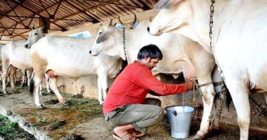 बिहार में रोजाना 1 करोड़ लीटर दूध उत्पादन का लक्ष्य, ‘सुधा’ को अंतरराष्ट्रीय ब्रांड बनाने की तैयारी