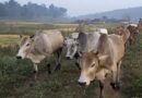पशुओं का टीकाकरण बना किसानों की ढाल, FMD के प्रकोप में आई बड़ी कमी