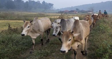 पशुओं का टीकाकरण बना किसानों की ढाल, FMD के प्रकोप में आई बड़ी कमी
