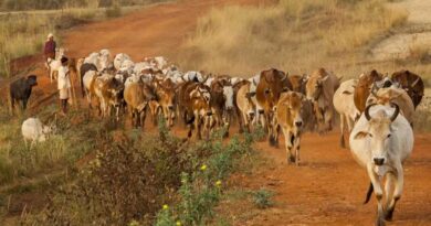 गौशालाओं में लगेंगे लिक्विड फर्टिलाइजर प्लांट, गोबर से तैयार होगी जैविक खाद