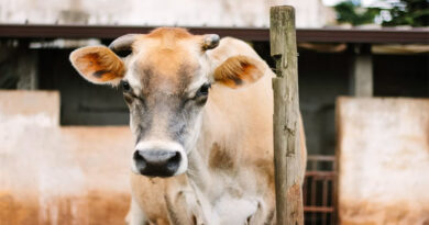 बैगा, सहरिया और भारिया पशुपालकों को बड़ी सौगात, 2 दुधारू पशुओं पर मिलेगा 90% तक अनुदान