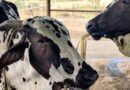 लखपति गौपालक दीदी योजना: कृत्रिम गर्भाधान से तैयार होंगी उन्नत नस्ल की बछियां, ग्रामीण महिलाओं को मिलेगा बड़ा लाभ