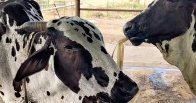 लखपति गौपालक दीदी योजना: कृत्रिम गर्भाधान से तैयार होंगी उन्नत नस्ल की बछियां, ग्रामीण महिलाओं को मिलेगा बड़ा लाभ