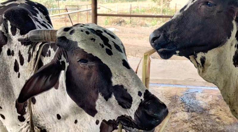 लखपति गौपालक दीदी योजना: कृत्रिम गर्भाधान से तैयार होंगी उन्नत नस्ल की बछियां, ग्रामीण महिलाओं को मिलेगा बड़ा लाभ