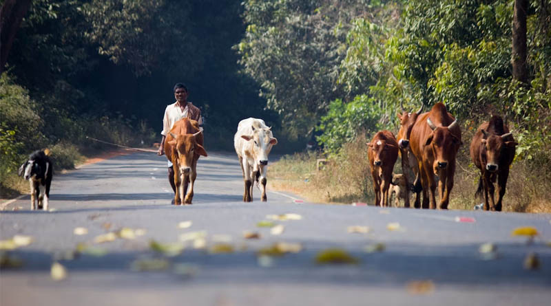 वैज्ञानिक पशुपालन से बढ़ेगी किसानों की आय, रानी लक्ष्मीबाई केंद्रीय कृषि विश्वविद्यालय के कार्यक्रम में बोले शिवराज सिंह चौहान