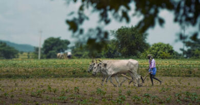 राजस्थान में तेजी से लागू हो रहा एग्रीस्टैक, 87.44 लाख किसानों की Farmer Registry पूरी