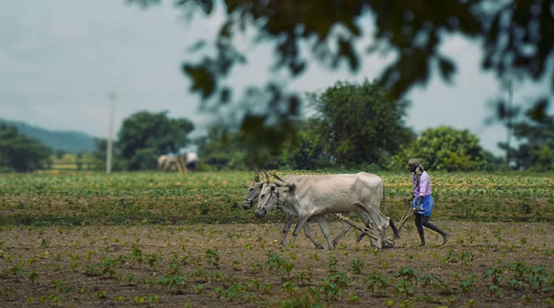 राजस्थान में तेजी से लागू हो रहा एग्रीस्टैक, 87.44 लाख किसानों की Farmer Registry पूरी