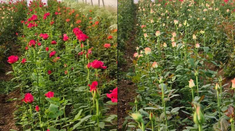 जहां गेहूं-चना के खेतों की जगह अब खिल रहे हैं अंतरराष्ट्रीय गुणवत्ता के फूल, संरक्षित खेती से किसानों ने लिखी समृद्धि की नई इबारत