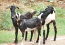 सितंबर-अक्टूबर में बकरी के बच्चे लेने की तैयारी, ठंड और मौसमी बीमारियों से बचाने में मिलेगी मदद