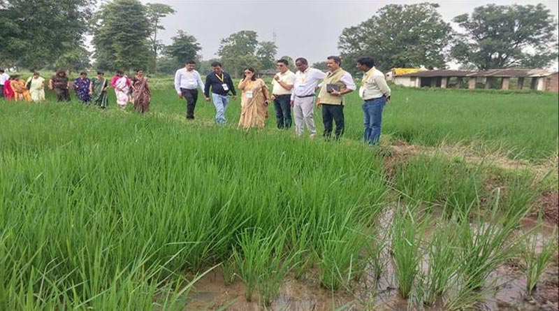 धान की खेती का बदलेगा तरीका, बालाघाट-सिवनी में DSR तकनीक से पानी बचाने और लागत घटाने पर जोर