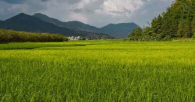 खरीफ फसलों की सिंचाई के लिए डीजल पर मिलेगा अनुदान, यहां करें आवेदन